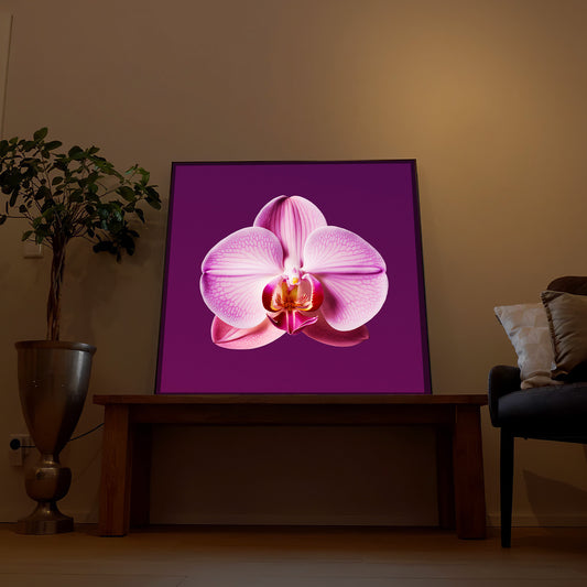 LED-Bild mit rosa Orchideenblüte im schwarzen Rahmen, violettem Hintergrund
