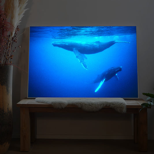 Rechteckiges LED-Bild mit Buckelwalen im blauen Meer, Unterwasseransicht