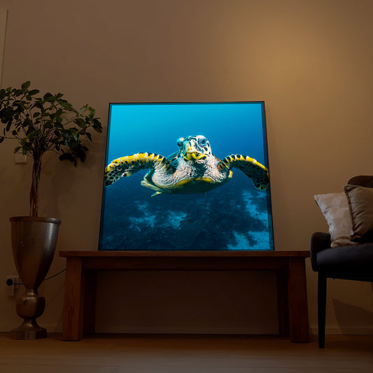 Gerahmtes LED-Bild: Schildkröte im Riff mit blauem Hintergrundmotiv