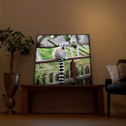 Gerahmtes LED-Bild mit Lemur auf einem Zaun in schwarzem Rahmen