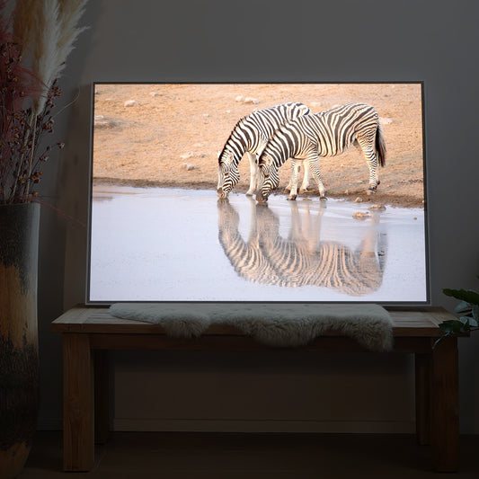 Gerahmtes LED-Bild mit trinkenden Zebras und Spiegelung im Wasser