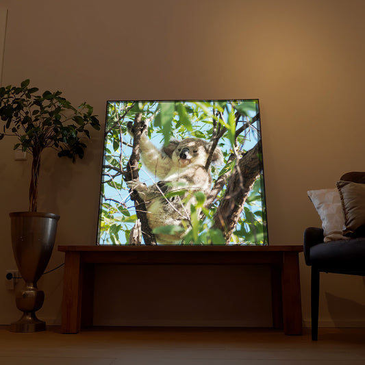 LED-Bild mit Koala-Motiv im Baum, im Holzrahmen, stehender Blickwinkel