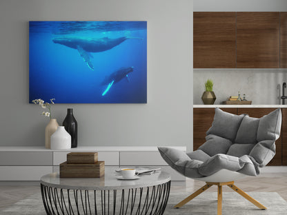Leinwandposter mit blauem Unterwasserbild: Buckelwale unter Wasser
