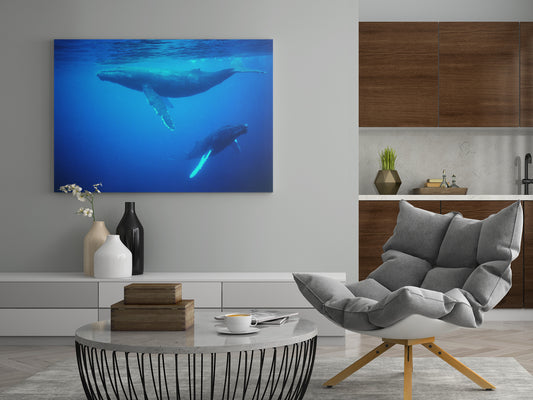 Leinwandposter mit blauem Unterwasserbild: Buckelwale unter Wasser