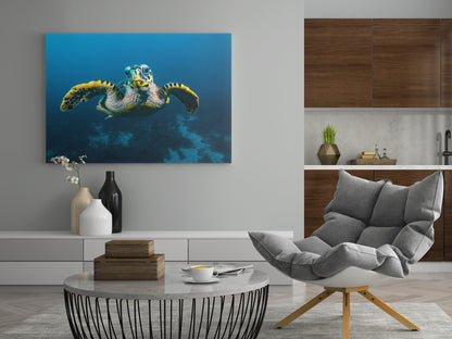 Rechteckiges Leinwandbild mit schwimmender Schildkröte im Meer, blauer Untergrund