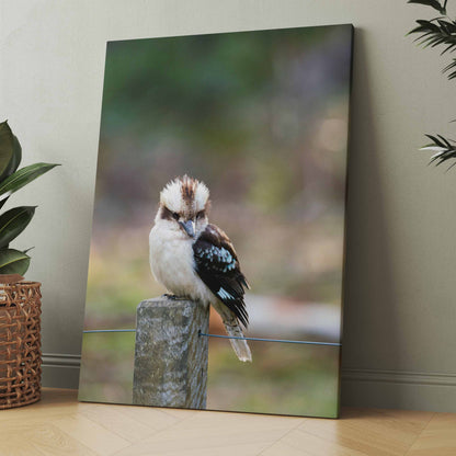Kookaburra-Wandbild: Vogel auf steinigem Podest mit unscharfem Hintergrund