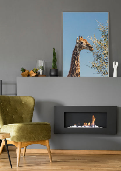 Wandbild mit Giraffe, die Blätter an blühendem Zweig frisst, hellblauer Himmel