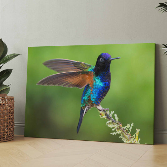 Vogelposter mit buntem Kolibri auf Ast, farbenfroher Vogel vor grünem Hintergrund