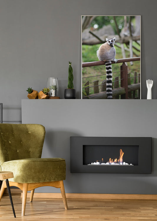 Poster mit Lemur auf dem Zaun, grauer Körper und schwarz-weiß gestreifter Schwanz