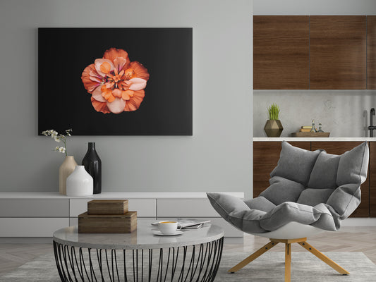 Blumenbild im Rechteckformat mit orangefarbener Blüte auf dunklem Hintergrund
