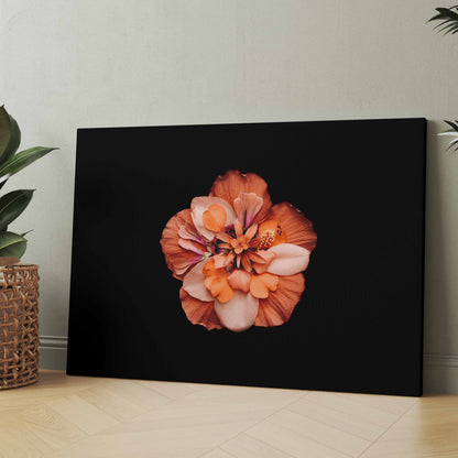 Blumenbild mit orange-pinkfarbener Blüte auf dunklem Hintergrund